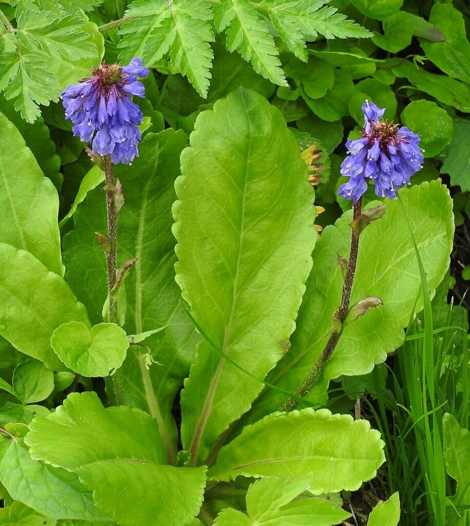 Purple-flowered Wulfenia carinthiaca plant with green leaves against natural background.