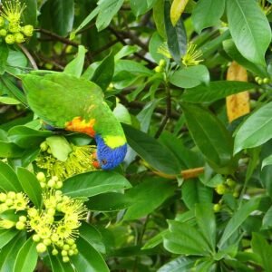 Xanthostemon chrysanthus bloemen in heldere gele kleur op groene bladeren.
