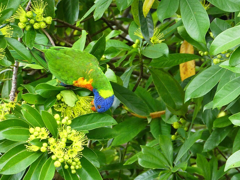 Xanthostemon chrysanthus bloemen in heldere gele kleur op groene bladeren.