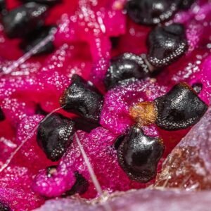 Xiquexique gounellei cactus plant met lange, slanke groene stelen en meerdere armen.