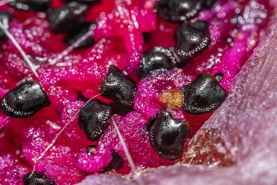 Xiquexique gounellei cactus plant met lange, slanke groene stelen en meerdere armen.