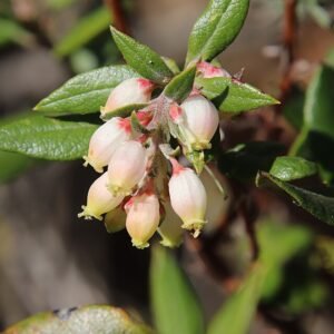 Xylococcus bicolor plant met witte en groene bladeren op neutrale achtergrond.