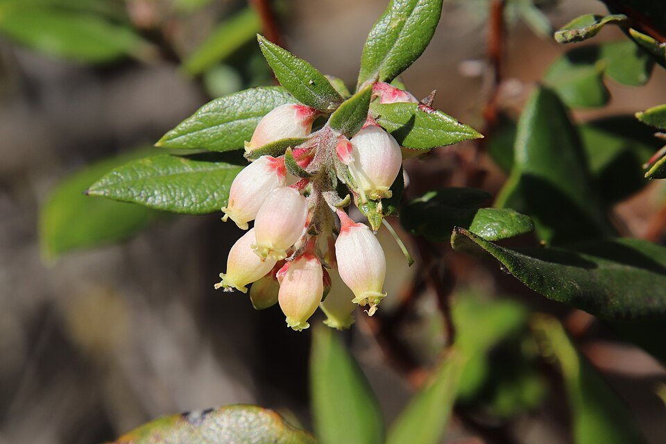 Xylococcus bicolor plant met witte en groene bladeren op neutrale achtergrond.