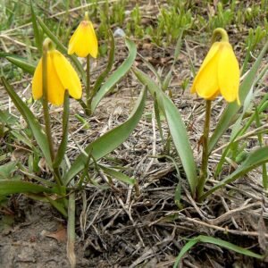 Gele Fritillary bloem van Fritillaria pudica.