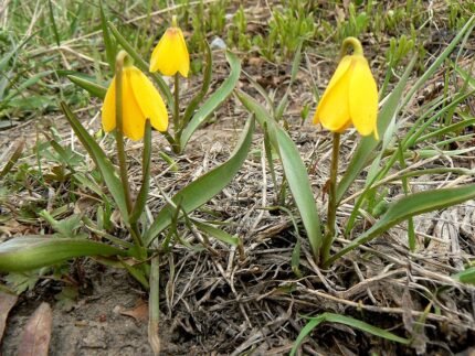 Gele Fritillary bloem van Fritillaria pudica.