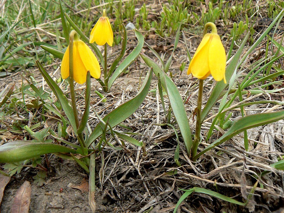 Gele Fritillary bloem van Fritillaria pudica.