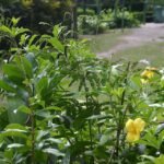 Yellow caterpillar on yellow flowers with green leaves and stems.