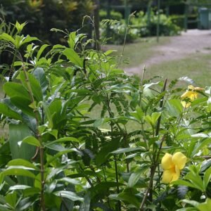 Yellow caterpillar on yellow flowers with green leaves and stems.