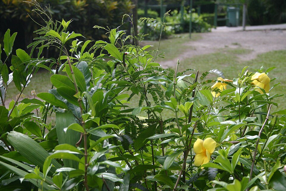 Yellow caterpillar on yellow flowers with green leaves and stems.