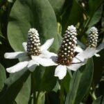 Anemopsis kruid met witte bloemen en groene bladeren in natuurlijke omgeving.