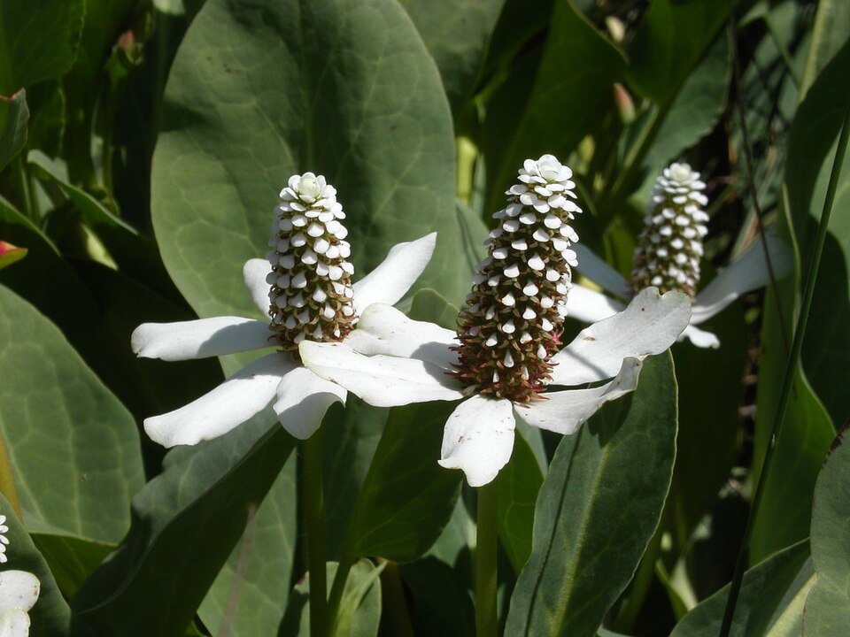 Anemopsis kruid met witte bloemen en groene bladeren in natuurlijke omgeving.