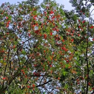Taxus chinensis boom met beginnende vruchten.