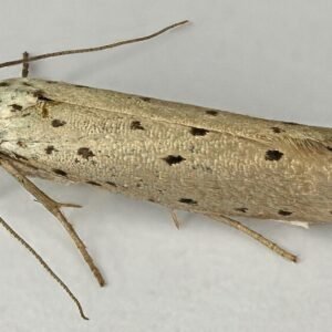 Meidoornstippelmot rupsen op meidoornstruik in Noord-Wales, augustus 2015.