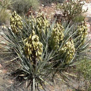 Yucca baccata plant met lange, stekelige groene bladeren en hoge, witte bloemaren.