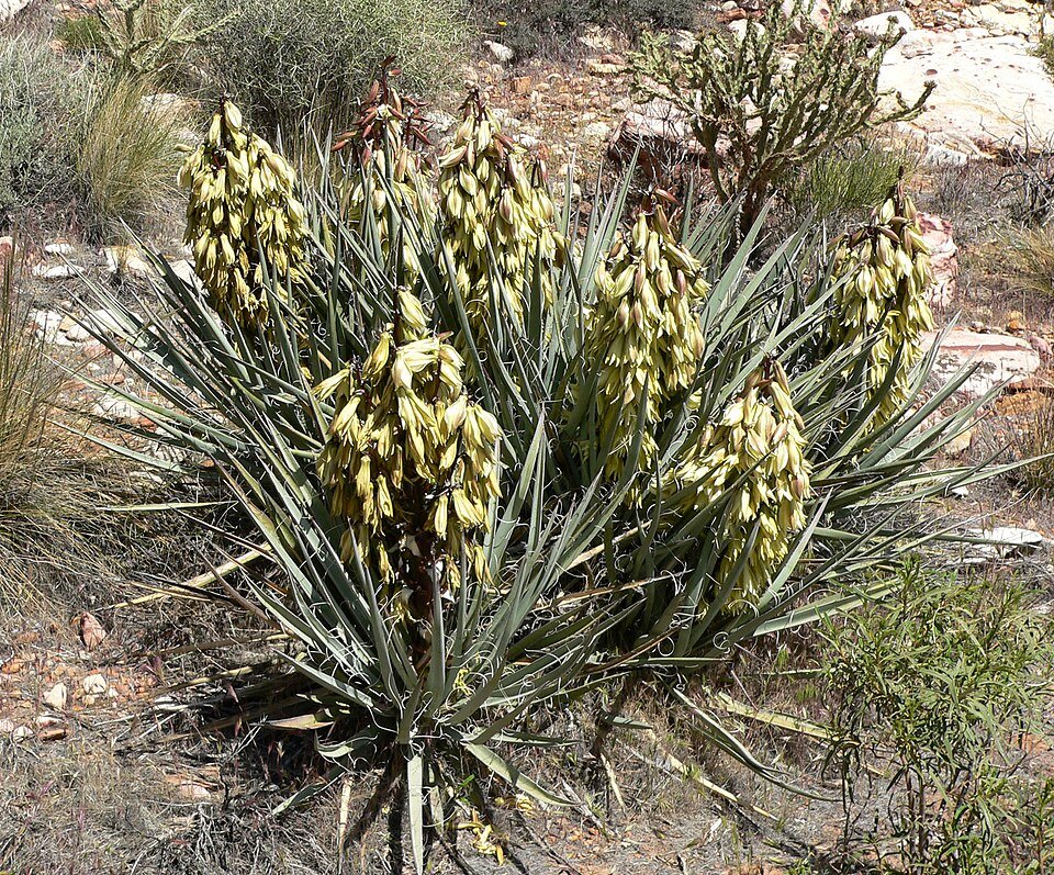 Yucca baccata plant met lange, stekelige groene bladeren en hoge, witte bloemaren.
