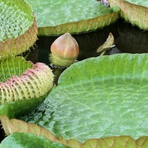 Groot Victoria Amazonica waterlelieblad in vijver.
