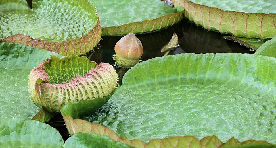 Groot Victoria Amazonica waterlelieblad in vijver.