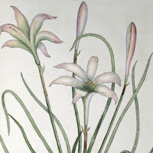Purple and white Zephyranthes atamasco flower painting on canvas.