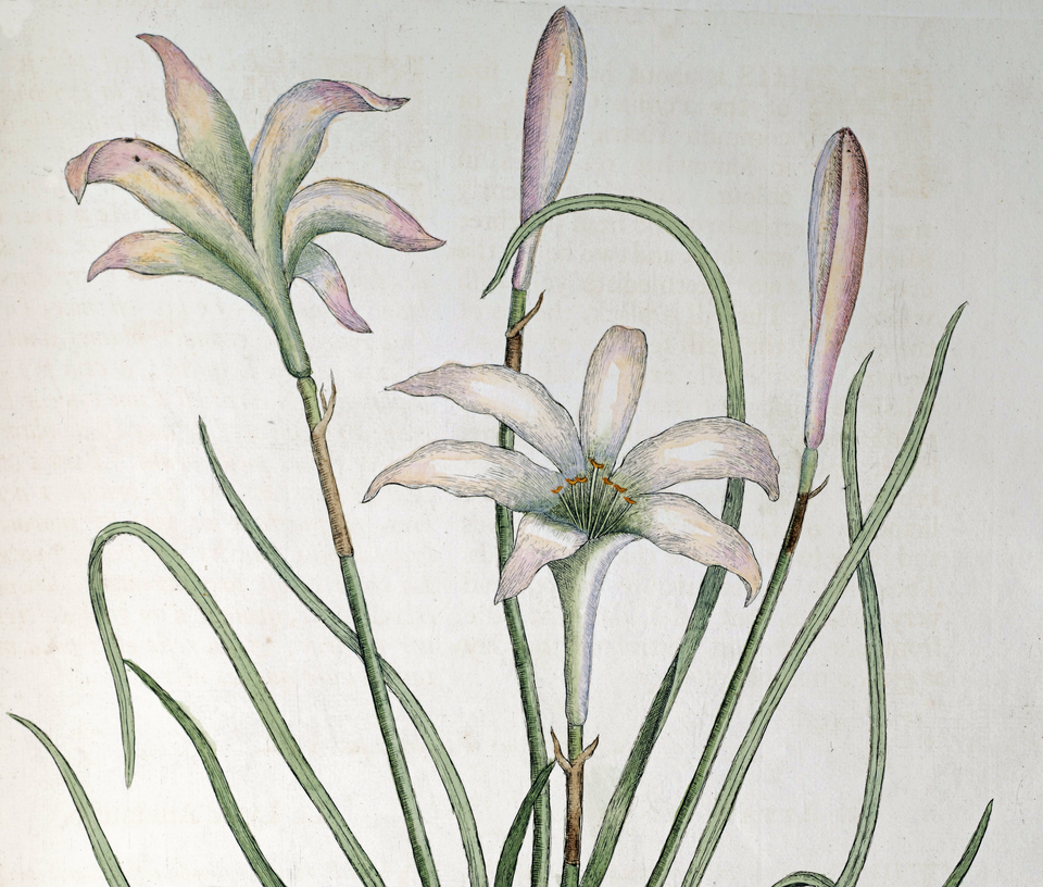 Purple and white Zephyranthes atamasco flower painting on canvas.