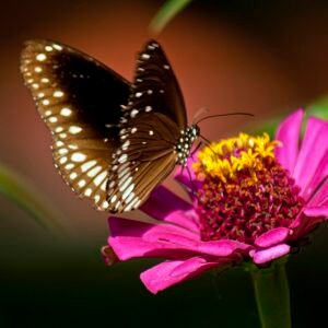 Zinnia angustifolia flower and butterfly in natural setting.