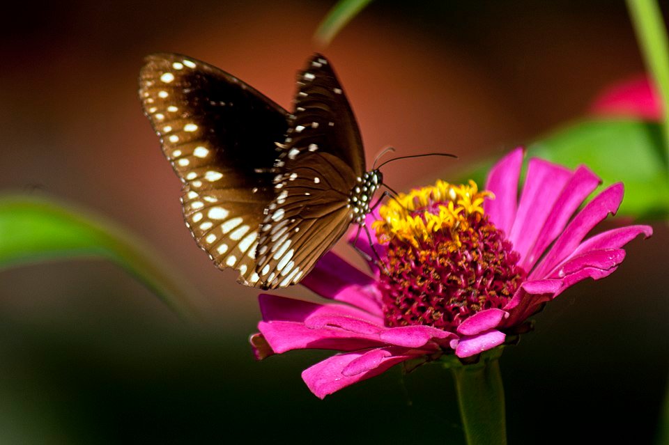 Zinnia angustifolia flower and butterfly in natural setting.