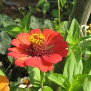 Roze dahlia-achtige Zinnia bloem in diverse tinten.