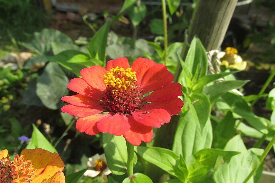 Roze dahlia-achtige Zinnia bloem in diverse tinten.