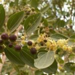 Ziziphus spina-christi boom met groene bladeren en stekelige takken.