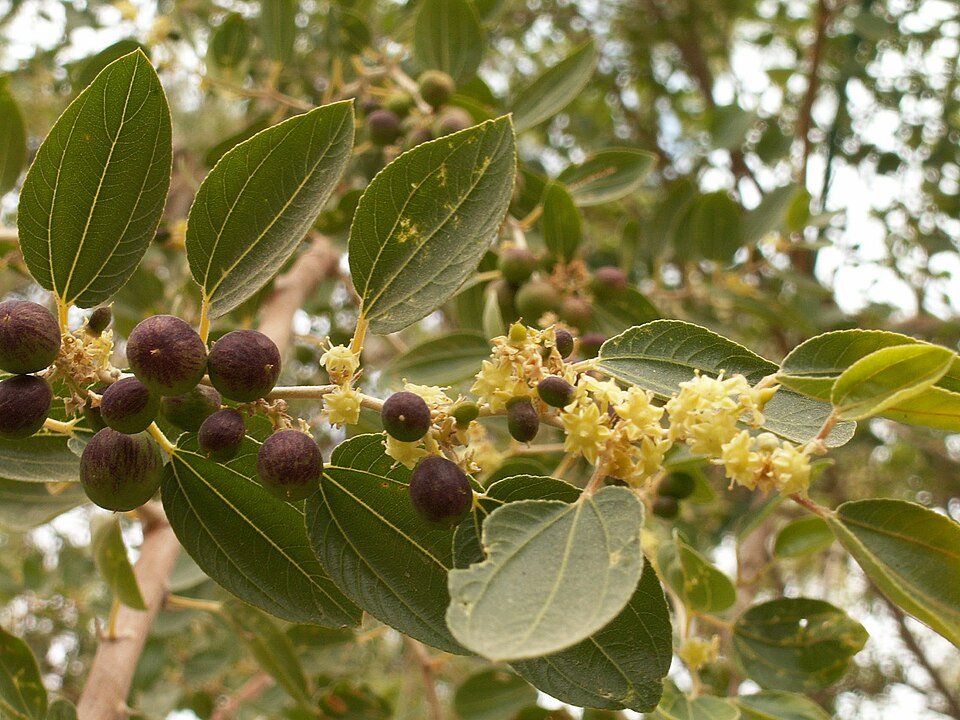 Ziziphus spina-christi boom met groene bladeren en stekelige takken.