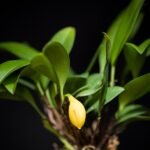 Groene Zootrophion orchidee op houten achtergrond.