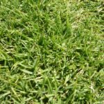 Dichtgroene grasmat van Zoysia tenuifolia met fijne textuur en levendige bladeren.