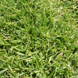 Dichtgroene grasmat van Zoysia tenuifolia met fijne textuur en levendige bladeren.