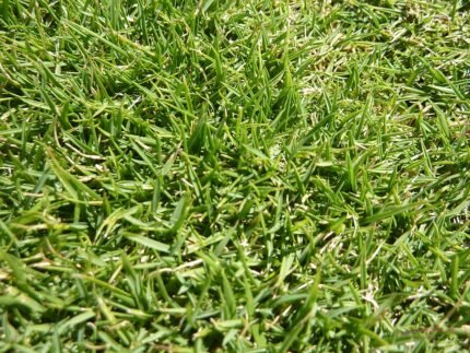 Dichtgroene grasmat van Zoysia tenuifolia met fijne textuur en levendige bladeren.