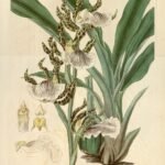 Zygopetalum orchidee bloem in paars en groen.
