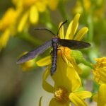 Harrisina americana, Grapeleaf Skeletonizer Mot, met ingewikkeld vleugelpatroon in tinten bruin en wit.