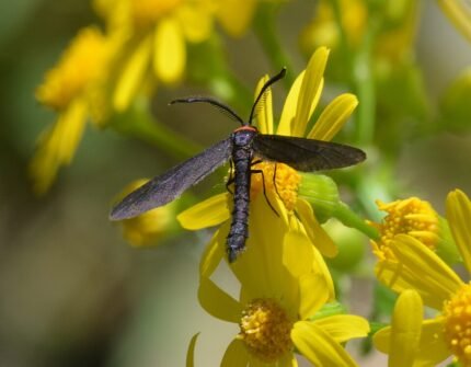 Harrisina americana, Grapeleaf Skeletonizer Mot, met ingewikkeld vleugelpatroon in tinten bruin en wit.