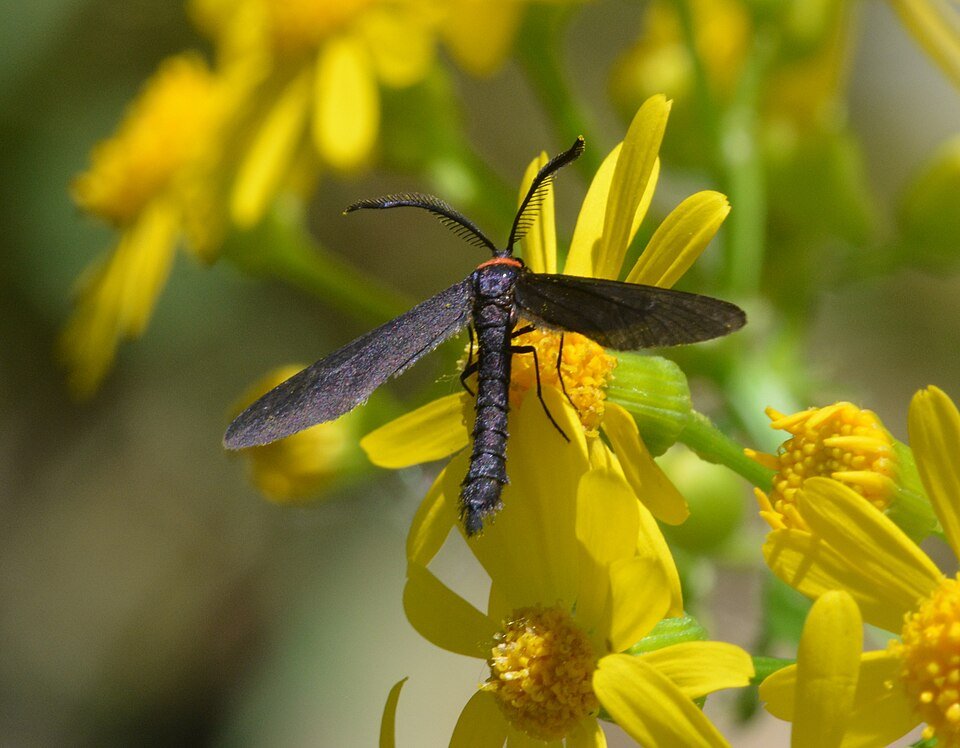Harrisina americana, Grapeleaf Skeletonizer Mot, met ingewikkeld vleugelpatroon in tinten bruin en wit.