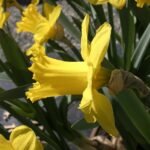 Narcis bloemen in helder geel en wit.