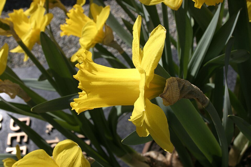 Narcis bloemen in helder geel en wit.