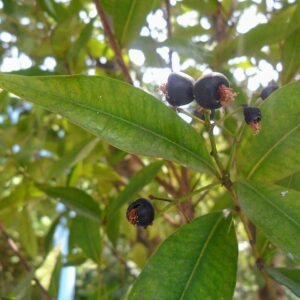 Syzygium myrtifolium plant with red tips on leaves.