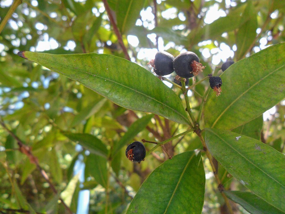 Syzygium myrtifolium plant with red tips on leaves.