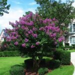 Lagerstroemia × egolfii bloeiende paarse bloemen op groene bladeren.