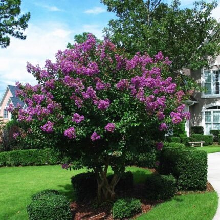 Lagerstroemia × egolfii bloeiende paarse bloemen op groene bladeren.