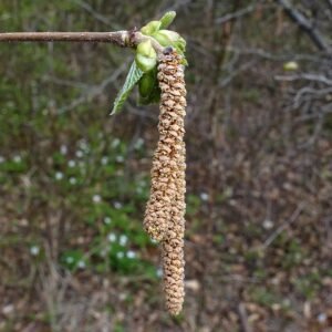 Grote Corylus maxima hazelnootstruik op kleigrond in de winter.