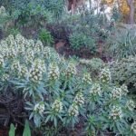Euphorbia bourgeana plant met groene bladeren en rode bloemen.