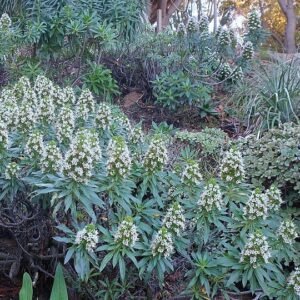 Euphorbia bourgeana plant met groene bladeren en rode bloemen.