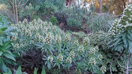 Euphorbia bourgeana plant met groene bladeren en rode bloemen.