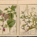 Chenopodium giganteum plant met groene bladeren en bloeiende toppen.