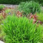 Fargesia ‘Rufa’ bamboeplant met smalle groene bladeren en rode stengels.