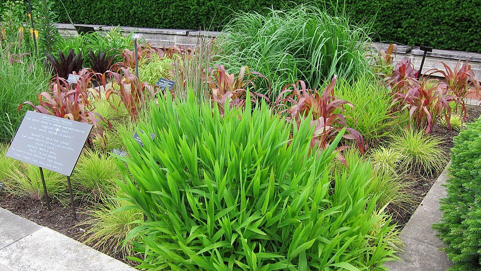 Fargesia ‘Rufa’ bamboeplant met smalle groene bladeren en rode stengels.